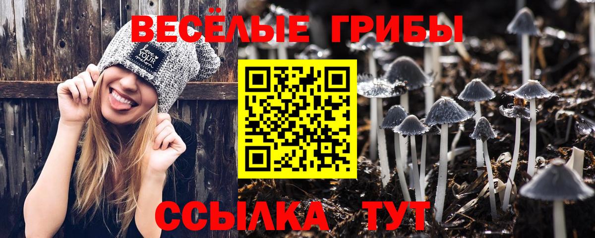 Псилоцибиновые грибы Psilocybe Сланцы
